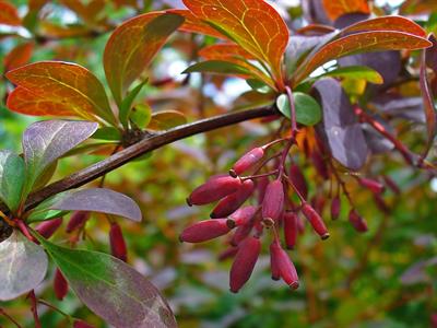 Berberis vulgaris - زرشک خوراکی